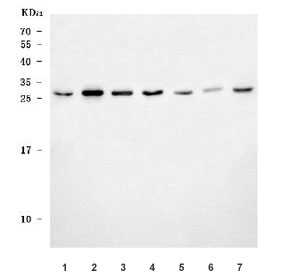Western blot testing of 1) human 293T, 2) human HepG2, 3) human HeLa, 4) human Jurkat, 5) human K562, 6) human placenta and 7) monkey COS-7 cell lysate with ERP29 antibody. Predicted molecular weight: ~29 kDa.
