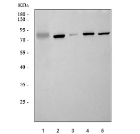 GLIS3 Antibody Human Mouse Rat WB. Western blot testing of 1) human A549, 2) rat kidney, 3) rat brain, 4) mouse kidney and 5) mouse brain tissue lysate with GLIS3 antibody. Predicted molecular weight ~84 kDa.