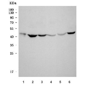 Western blot testing of 1) human U-2 OS, 2) human HeLa, 3) rat testis, 4) rat liver, 5) mouse liver and 6) mouse RAW264.7 cell lysate with 17-beta-HSD 3 antibody. Predicted molecular weight ~34 kDa.