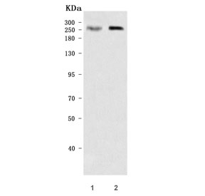DOCK4 Antibody Human and Rat WB. Western blot analysis of human 293T and rat L6 cell lysates using DOCK4 antibody demonstrates a distinct immunoreactive band at approximately 225 kDa, consistent with the expected molecular weight of Dedicator of Cytokinesis 4 (DOCK4). DOCK4 is a cell migration protein that functions as a guanine nucleotide exchange factor regulating Rac-family GTPase signaling, cytoskeletal remodeling, and cell adhesion pathways. The observed expression in both human and rat samples supports the utility of this antibody for investigating cellular motility, tissue organization, cytoskeletal regulation, and developmental signaling mechanisms. Predicted molecular weight: ~225 kDa.