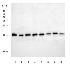 Western blot testing of human 1) RT4, 2) U-251, 3) HepG2, 4) 293T, 5) HeLa, 6) A431, 7) A549 and 8) ThP-1 cell lysate with RPL32 antibody. Predicted molecular weight ~18 kDa.