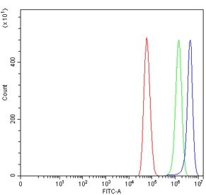 Flow cytometry testing of human U-87 MG cells with AEG-1 antibody at 1ug/million cells (blocked with goat sera); Red=cells alone, Green=isotype control, Blue= AEG-1 antibody.