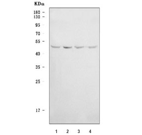 Western blot testing of human 1) HeLa, 2) 293T, 3) Jurkat and 4) K562 cell lysate with WDR12 antibody. Predicted molecular weight ~48 kDa.