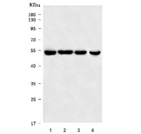 Western blot testing of 1) human HeLa, 2) human 293T, 3) human Jurkat and 4) rat PC-12 cell lysate with MST4 antibody. Predicted molecular weight ~47 kDa.