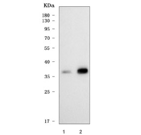 Western blot testing of human 1) Jurkat and 2) HaCaT cell lysate with HOXC12 antibody. Predicted molecular weight ~30 kDa.