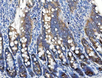 IHC staining of FFPE rat colon tissue with TFG antibody. HIER: boil tissue sections in pH8 EDTA for 20 min and allow to cool before testing.