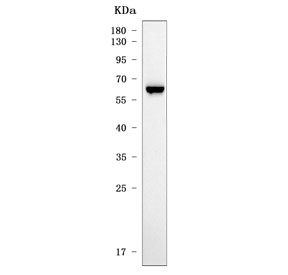Western blot testing of human HEL cell lysate with ACSM3 antibody. Predicted molecular weight ~66 kDa.