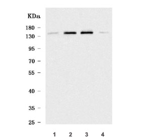 Western blot testing of human 1) SiHa, 2) HeLa, 3) HEL and 4) A431 cell lysate with WDR44 antibody. Predicted molecular weight ~101 kDa.