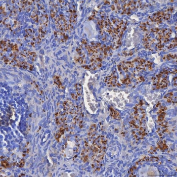 IHC staining of FFPE mouse ovary tissue with SDF2L1 antibody. HIER: boil tissue sections in pH8 EDTA for 20 min and allow to cool before testing.