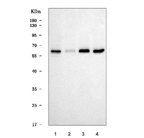 Western blot testing of human 1) HepG2, 2) T-47D, 3) SH-SY5Y and 4) MCF7 cell lysate with TIGD3 antibody. Predicted molecular weight ~52 kDa.