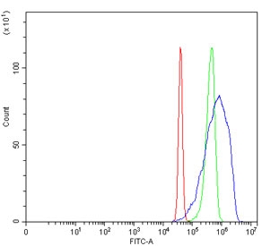 Flow cytometry testing of human SiHa cells with FERMT2 antibody at 1ug/million cells (blocked with goat sera); Red=cells alone, Green=isotype control, Blue= Kindlin 2 antibody.