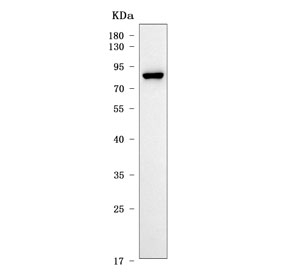 Western blot testing of human HCCT cell lysate with OAT7 antibody. Predicted molecular weight ~62 kDa but may be observed at higher molecular weights due to glycosylation.