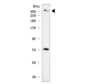 Western blot testing of human Daudi cell lysate with TRANK1 antibody. Predicted molecular weight ~336 kDa.