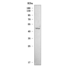 Western blot testing of human 293T cell lysate with Serpin B13 antibody. Predicted molecular weight ~44 kDa.