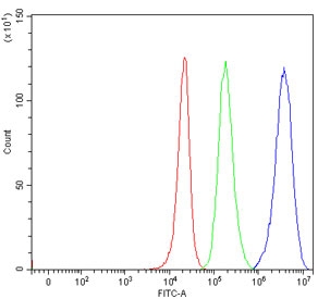 Flow cytometry testing of human 293T cells with MRPP1 antibody at 1ug/million cells (blocked with goat sera); Red=cells alone, Green=isotype control, Blue= MRPP1 antibody.