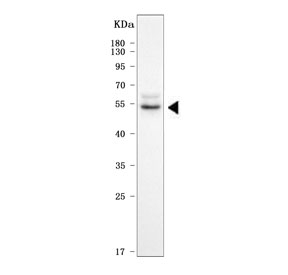 Western blot testing of human 293T cell lysate with APG4C antibody. Predicted molecular weight ~52 kDa.