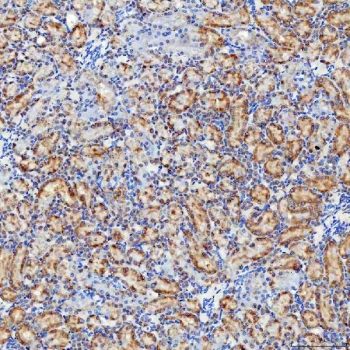 IHC staining of FFPE rat kidney tissue with SELT antibody. HIER: boil tissue sections in pH8 EDTA for 20 min and allow to cool before testing.
