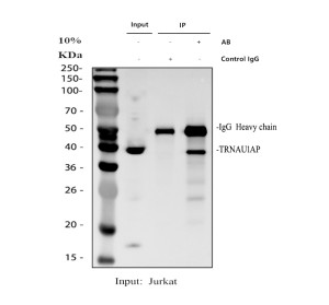 TRNAU1AP Antibody by IP in Human Jurkat Cell Lysate. Immunoprecipitation of SECp43 from human Jurkat cell lysate using rabbit polyclonal TRNAU1AP antibody. The blot includes an input lysate (lane 1), a control IgG immunoprecipitation (lane 2), and an antibody-mediated immunoprecipitation (lane 3). A band at approximately 38 kDa is detected in the input and antibody IP lanes but is absent from the control IgG lane, supporting specific enrichment of TRNAU1AP. A prominent band near 50 kDa corresponds to the IgG heavy chain.