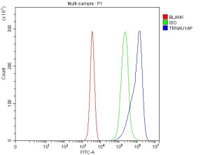 TRNAU1AP Antibody by FACS in Human Jurkat Cells. Flow cytometry analysis of fixed and permeabilized human Jurkat cells using rabbit polyclonal TRNAU1AP antibody. The SECp43 antibody-stained population (blue) exhibits a clear rightward fluorescence shift relative to the isotype control (green) and unstained cells (red). The distinct fluorescence distributions demonstrate intracellular detection of TRNAU1AP under the tested conditions.