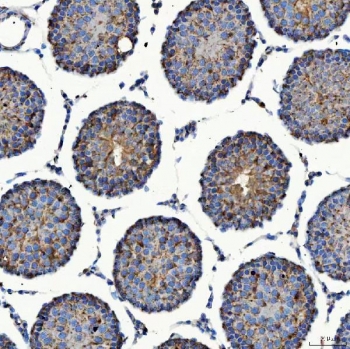 IHC staining of FFPE rat testis tissue with SEC23IP antibody. HIER: boil tissue sections in pH8 EDTA for 20 min and allow to cool before testing.