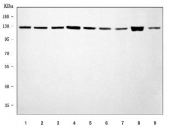 Western blot testing of 1) human HeLa, 2) human 293T, 3) human U-251, 4) human HepG2, 5) human A549, 6) monkey COS-7, 7) rat brain, 8) rat PC-12 and 9) mouse RAW264.7 cell lysate with SEC23IP antibody. Predicted molecular weight ~111 kDa.
