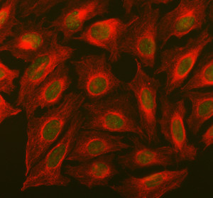 SMARCB1 Antibody by IF in U2OS Cells Immunofluorescence staining of U2OS cells using SMARCB1 Antibody at 5 ug/ml. SMARCB1/INI1 is visualized in green and shows predominantly nuclear localization, while alpha-tubulin staining in red delineates the cytoplasmic microtubule network. The contrasting signals clearly demonstrate the nuclear distribution detected by this INI1 Polyclonal Antibody.