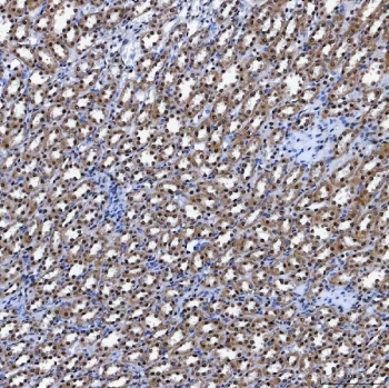 IHC staining of FFPE rat kidney tissue with SF3a60 antibody. HIER: boil tissue sections in pH8 EDTA for 20 min and allow to cool before testing.