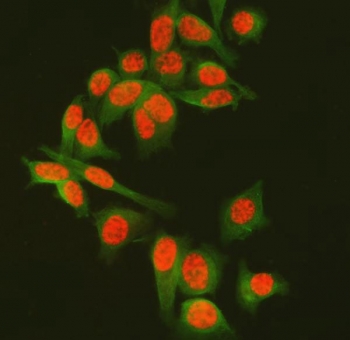 Immunofluorescent staining of FFPE human PC-3 cells with SF3a60 antibody (red) and Alpha Tubulin mAb (green). HIER: steam section in pH6 citrate buffer for 20 min.