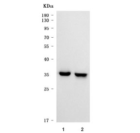 Western blot testing of human 1) HeLa and 2) U-87 MG cell lysate with Sideroflexin-3 antibody. Predicted molecular weight ~36 kDa.