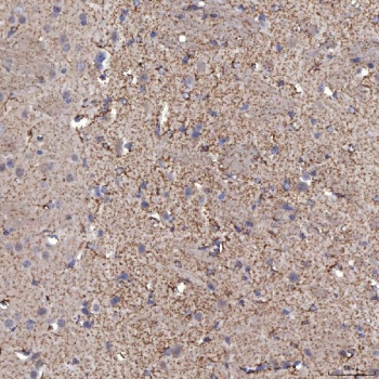IHC staining of FFPE mouse brain tissue with Sideroflexin-5 antibody. HIER: boil tissue sections in pH8 EDTA for 20 min and allow to cool before testing.