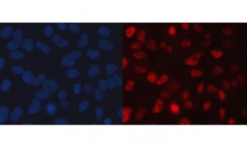 Immunofluorescent staining of FFPE human A549 cells with FAM60A antibody (red) and DAPI nuclear stain (blue). HIER: steam section in pH6 citrate buffer for 20 min.