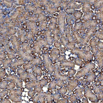 IHC staining of FFPE mouse kidney tissue with NHERF-2 antibody. HIER: boil tissue sections in pH8 EDTA for 20 min and allow to cool before testing.