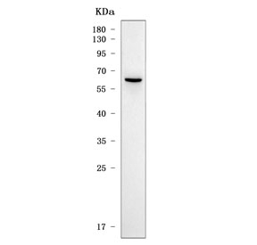 SLC22A8 / OAT3 Antibody Human 293T WB. Western blot analysis of human 293T cell lysate using SLC22A8 Antibody / Organic Anion Transporter 3 (OAT3) Antibody demonstrates a distinct band at approximately 60 kDa, consistent with the predicted molecular weight of SLC22A8/OAT3. OAT3 is a membrane-associated organic anion transporter involved in the cellular uptake and transport of endogenous metabolites, pharmaceutical compounds, and xenobiotic substances. The observed band supports detection of OAT3 expression in human cells and validates the antibody for Western blot applications.
