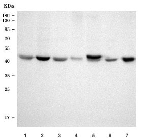 Western blot testing of human 1) MCF7, 2) HepG2, 3) A549, 4) T-47D, 5) U-251, 6) Caco-2 and 7) HaCaT cell lysate with TUBG1/2 antibody. Predicted molecular weight ~51 kDa.