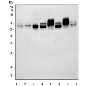 Western blot testing of 1) human K562, 2) human HeLa, 3) human SH-SY5Y, 4) human 293T, 5) rat brain, 6) rat PC-12, 7) mouse brain and 8) mouse Neuro-2a cell lysate with Abelson interactor 2 antibody. Predicted molecular weight ~55 kDa.