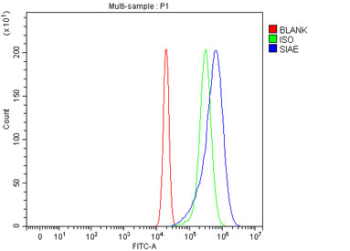 Flow cytometry testing of fixed and permeabilized human RT4 cells with SIAE antibody at 1ug/million cells (blocked with goat sera); Red=cells alone, Green=isotype control, Blue= SIAE antibody.
