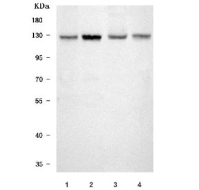 Western blot testing of 1) human HeLa, 2) human MOLT4, 3) rat testis and 4) mouse NIH 3T3 cell lysate with SMC5 antibody. Predicted molecular weight ~129 kDa.