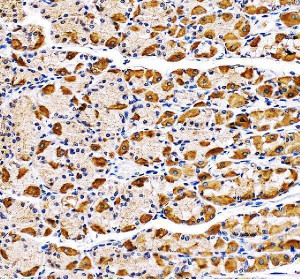 CBLIF Antibody Human Stomach IHC. Immunohistochemical staining of FFPE human stomach tissue using CBLIF Antibody at 2 ug/ml with HRP/DAB detection following heat-induced epitope retrieval in pH8 EDTA buffer. Strong cytoplasmic staining is observed in gastric parietal cells, consistent with the expected expression of cobalamin binding intrinsic factor in the gastric mucosa. This staining pattern demonstrates the utility of CBLIF Antibody, a Cobalamin Binding Intrinsic Factor Antibody, for investigating vitamin B12 absorption, gastric physiology and intrinsic factor expression in human tissues.