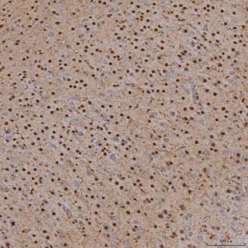 IHC staining of FFPE mouse brain tissue with U2 snRNP A antibody. HIER: boil tissue sections in pH8 EDTA for 20 min and allow to cool before testing.