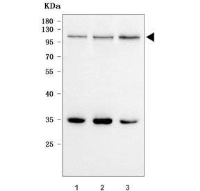 Western blot testing of human 1) HepG2, 2) 293T and 3) HeLa cell lysate with GWL antibody. Predicted molecular weight ~97 kDa but it is commonly observed at 105-115 kDa due to phosphorylation.