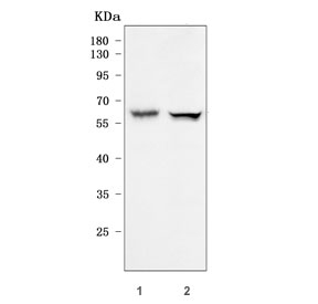 Western blot testing of human 1) MOLT4 and 2) Jurkat cell lysate with smgGDS antibody. Predicted molecular weight ~66 kDa.