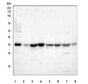 Western blot testing of 1) human 293T, 2) human A431, 3) human Jurkat, 4) human SH-SY5Y, 5) rat brain, 6) rat C6, 7) mouse brain and 8) mouse Neuro-2a cell lysate with P15RS antibody. Predicted molecular weight ~36 kDa.