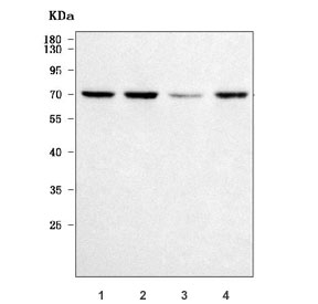 Western blot testing of human 1) HeLa , 2) Raji, 3) SH-SY5Y and 4) Daudi cell lysate with Raftlin antibody. Predicted molecular weight ~63 kDa, commonly observed at 63-70 kDa.