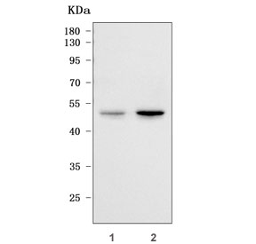 Western blot testing of human 1) SH-SY5Y and 2) 293T cell lysate with RIMKLA antibody. Predicted molecular weight ~43 kDa.