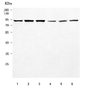 Western blot testing of 1) human HeLa, 2) human MOLT4, 3) human Daudi, 4) rat brain, 5) mouse thymus and 6) mouse brain tissue lysate with SWAN antibody. Predicted molecular weight ~97 kDa.