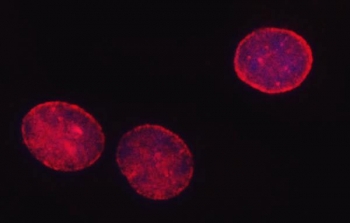 Immunofluorescent staining of FFPE human A549 cells with SHQ1 antibody (red) and DAPI nuclear stain (blue). HIER: steam section in pH6 citrate buffer for 20 min.