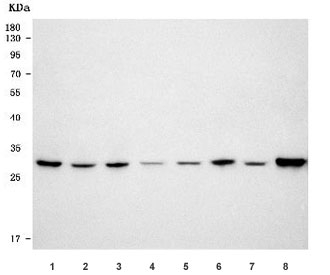 Western blot testing of 1) human HeLa, 2) human HepG2, 3) human MCF7, 4) human COLO-320, 5) rat liver, 6) rat pancreas, 7) mouse liver and 8) mouse pancreas tissue lysate with RPS4X/Y1/Y2 antibody. Predicted molecular weight ~30 kDa.