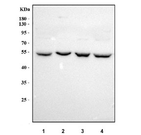 Western blot testing of human 1) HeLa, 2) Jurkat, 3) 293T and 4) HepG2 cell lysate with RTCB antibody. Predicted molecular weight ~55 kDa.