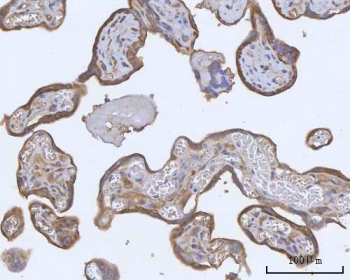 IHC staining of FFPE human placental tissue with PACSIN2 antibody. HIER: boil tissue sections in pH8 EDTA for 20 min and allow to cool before testing.