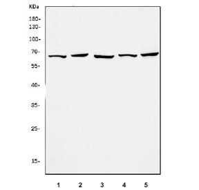 Western blot testing of human 1) Caco-2, 2) HepG2, 3) K562, 4) HEK293 and 5) HeLa cell lysate with ATIC antibody. Predicted molecular weight ~65 kDa.